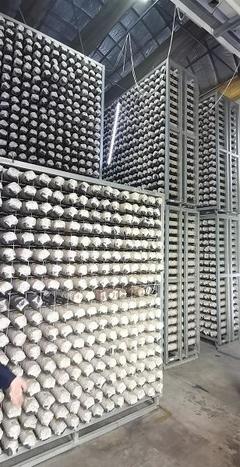 探尋齊長城 長城腳下“智慧工廠”助民增收，香菇基地里“枯木變金”激活網絡文化傳播